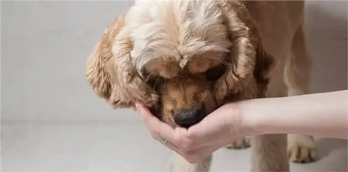 和狗狗一起睡觉:你未曾料想的那些事!