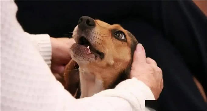 和狗狗一起睡觉:你未曾料想的那些事!