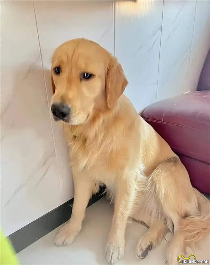 和狗狗一起睡觉:你未曾料想的那些事!