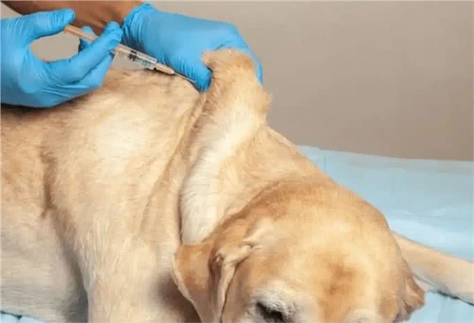 和狗狗一起睡觉:你未曾料想的那些事!