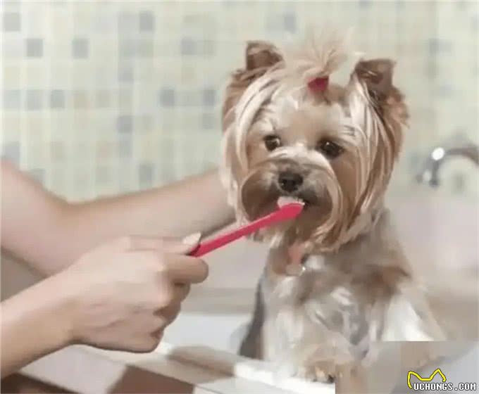 和狗狗一起睡觉:你未曾料想的那些事!