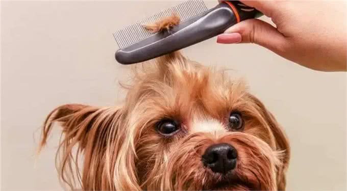 和狗狗一起睡觉:你未曾料想的那些事!