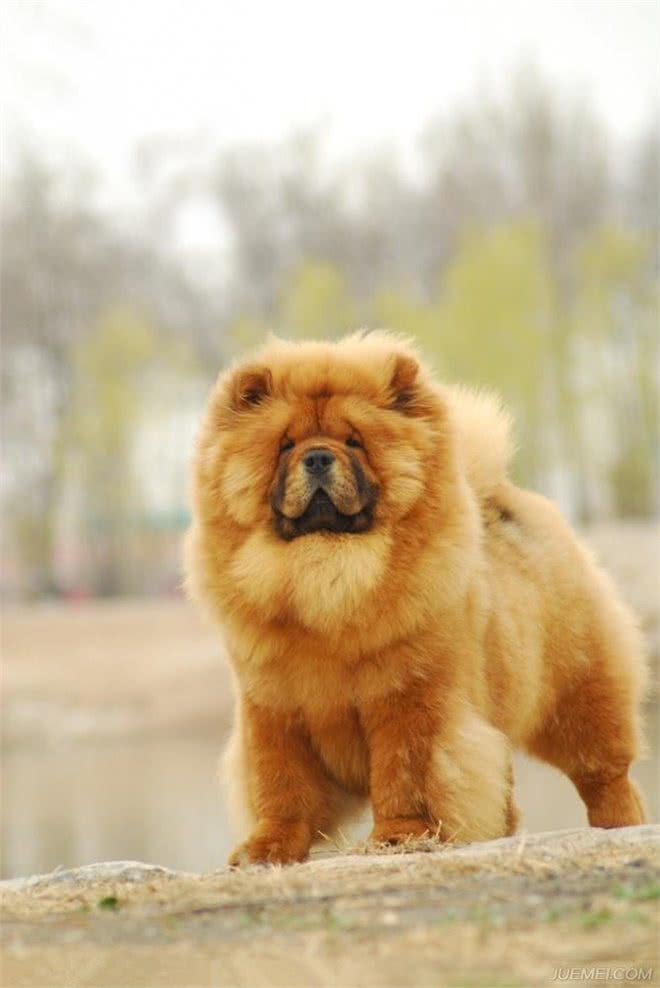 恶灵的敌人—松狮