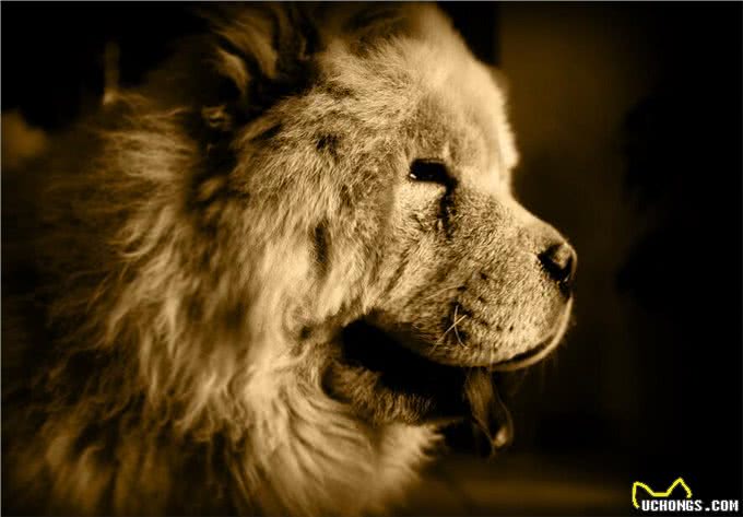 恶灵的敌人—松狮