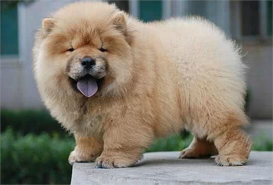 恶灵的敌人—松狮