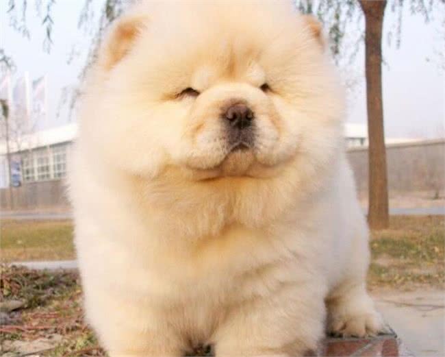 恶灵的敌人—松狮