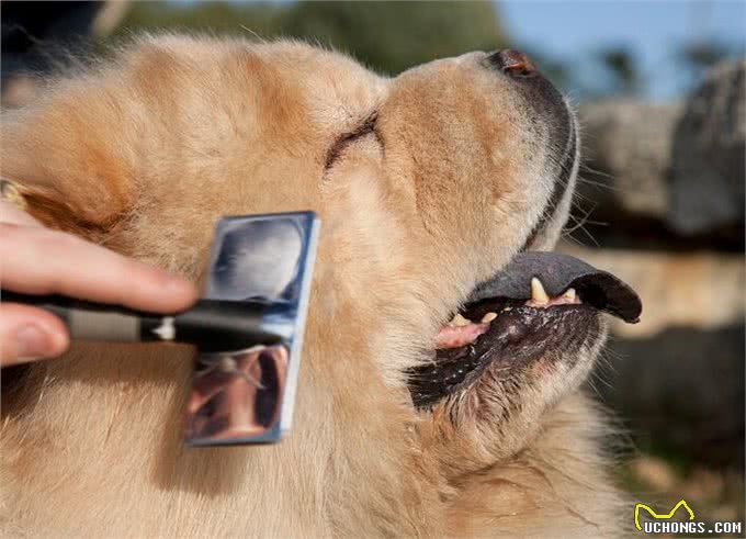 恶灵的敌人—松狮