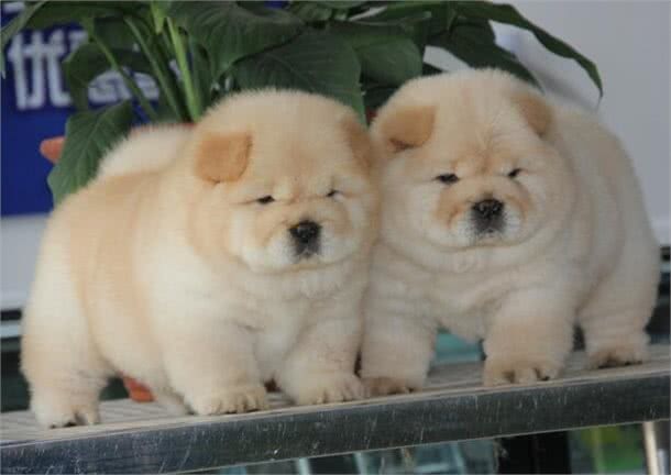 恶灵的敌人—松狮