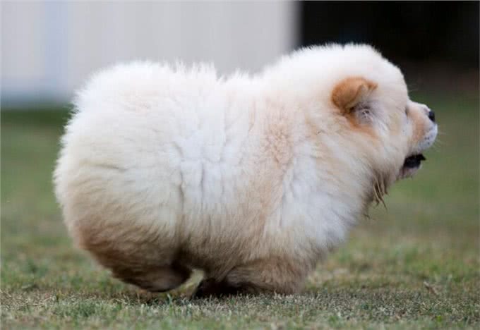 恶灵的敌人—松狮