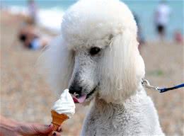 夏天，狗狗真的能吃冰激凌，那有什么需要注意的地方吗?