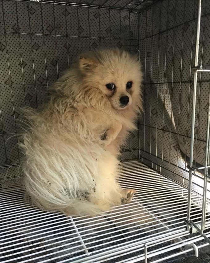 狗一生被关在狭小笼中，被救出第一次踩到地面，狗开心极了