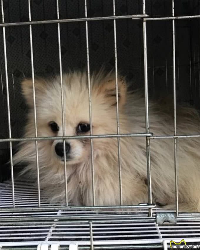 狗一生被关在狭小笼中，被救出第一次踩到地面，狗开心极了