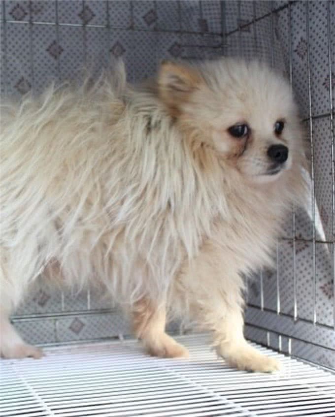 狗一生被关在狭小笼中，被救出第一次踩到地面，狗开心极了