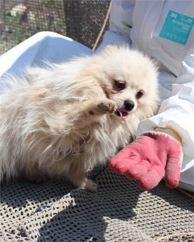 狗一生被关在狭小笼中，被救出第一次踩到地面，狗开心极了