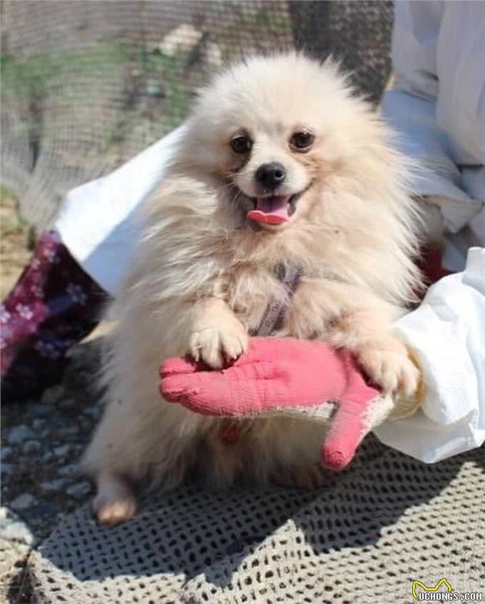 狗一生被关在狭小笼中，被救出第一次踩到地面，狗开心极了