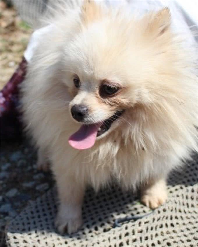 狗一生被关在狭小笼中，被救出第一次踩到地面，狗开心极了