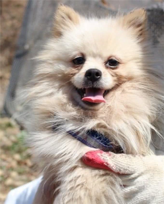 狗一生被关在狭小笼中，被救出第一次踩到地面，狗开心极了