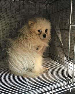 狗一生被关在狭小笼中，被救出第一次踩到地面，狗开心极了