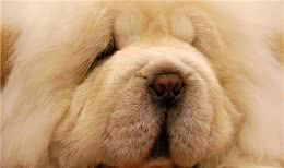 松狮犬应该怎么养