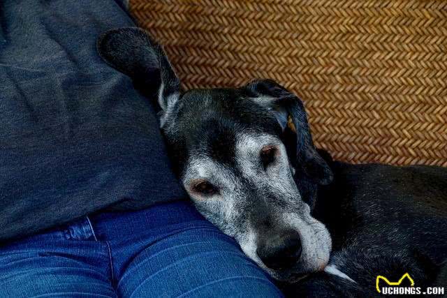 老年犬肝功能退化，或影响1500种机能!狗狗肝功能退化有什么症状