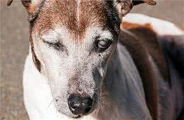 老年犬肝功能退化，或影响1500种机能!狗狗肝功能退化有什么症状