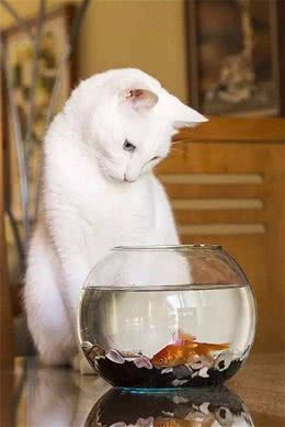 狗吃骨头，猫，真的喜欢吃鱼吗?