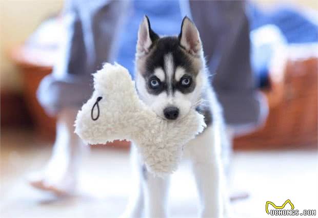 狗喜欢什么样的生活环境?