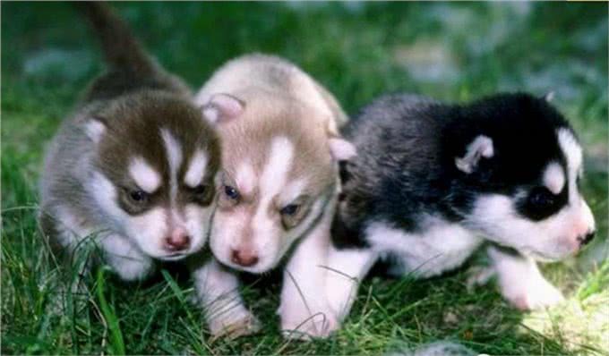 狗喜欢什么样的生活环境?