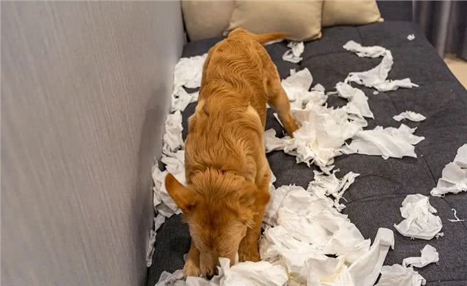 养狗的4个好处和6个坏处，看完你还想养狗吗?