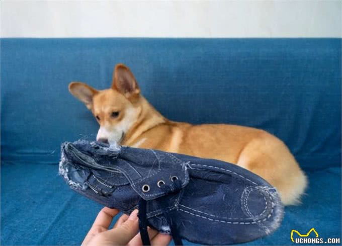 养狗的4个好处和6个坏处，看完你还想养狗吗?