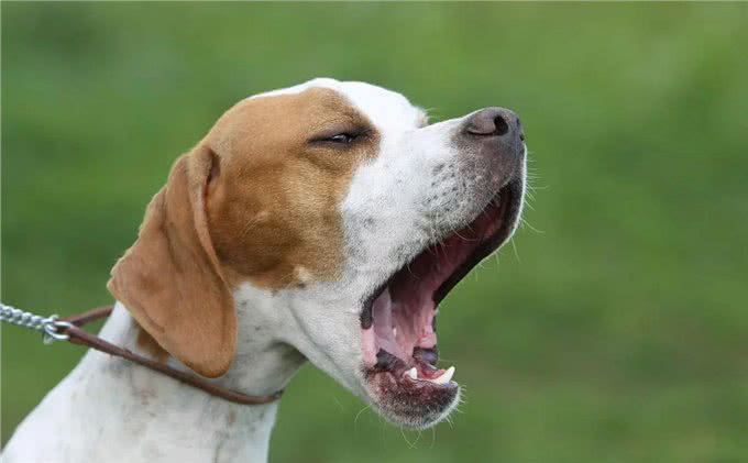 养狗的4个好处和6个坏处，看完你还想养狗吗?