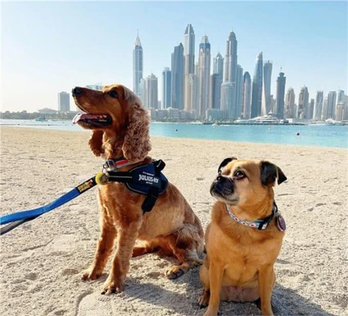 铲屎官看过来!为你推荐阿联酋6大狗狗友好海滩