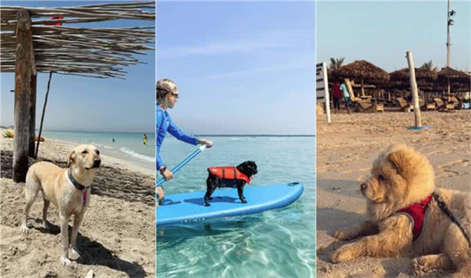 铲屎官看过来!为你推荐阿联酋6大狗狗友好海滩