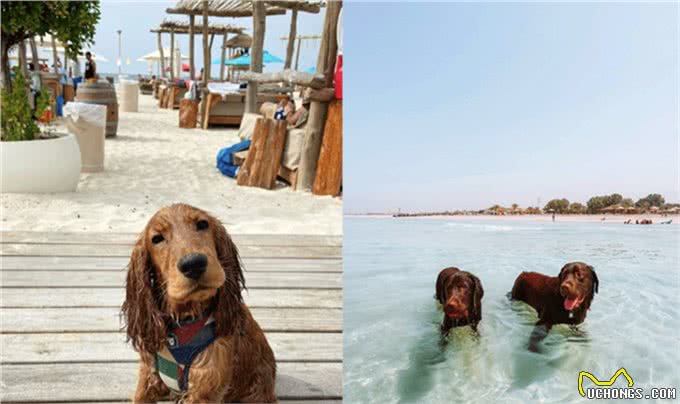 铲屎官看过来!为你推荐阿联酋6大狗狗友好海滩