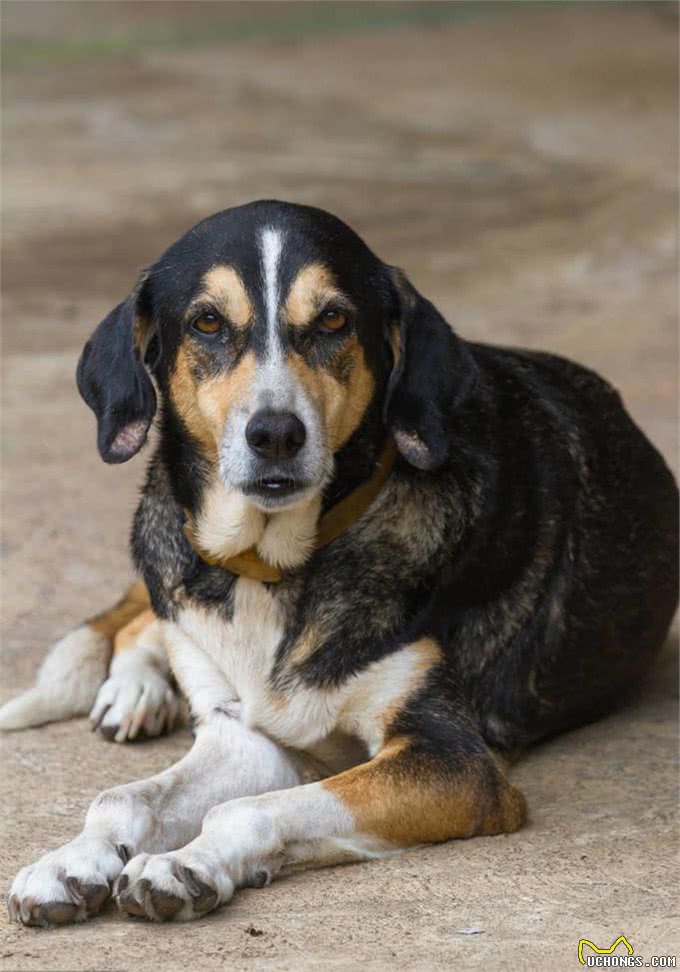 宠物上了年纪会变挑食?给宠物挑选狗粮，有什么注意事项吗?