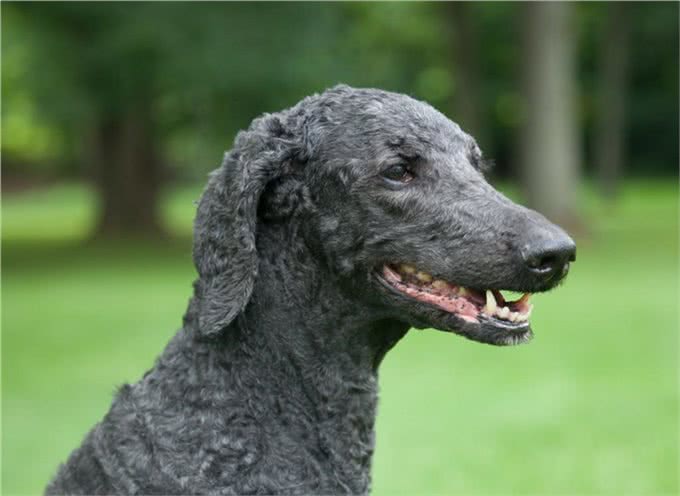 宠物上了年纪会变挑食?给宠物挑选狗粮，有什么注意事项吗?