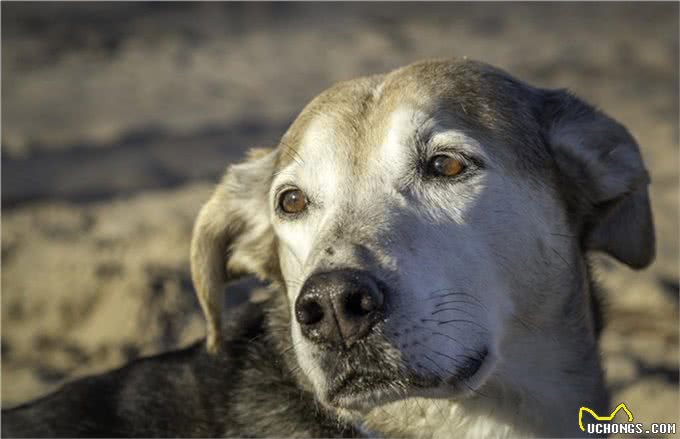 宠物上了年纪会变挑食?给宠物挑选狗粮，有什么注意事项吗?