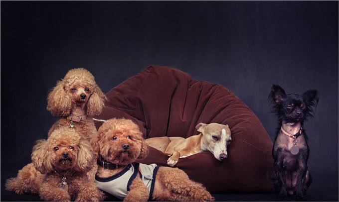 宠物上了年纪会变挑食?给宠物挑选狗粮，有什么注意事项吗?