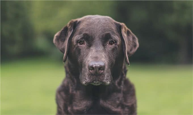 宠物上了年纪会变挑食?给宠物挑选狗粮，有什么注意事项吗?