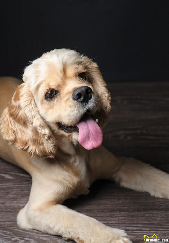 宠物上了年纪会变挑食?给宠物挑选狗粮，有什么注意事项吗?