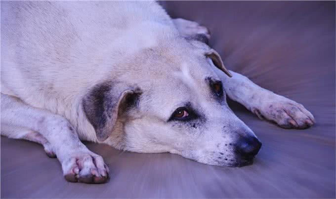 宠物上了年纪会变挑食?给宠物挑选狗粮，有什么注意事项吗?