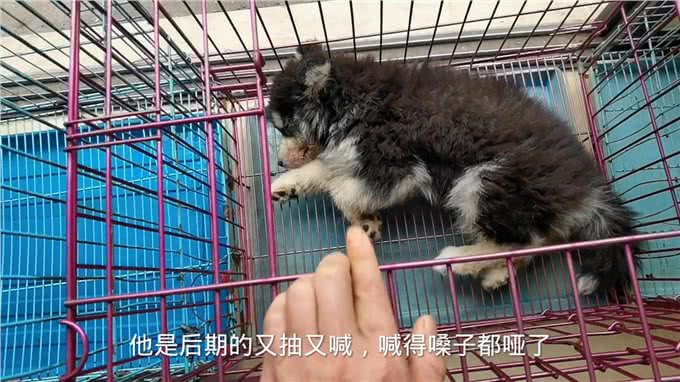 这只肠道型的犬瘟热狗狗今天因该可以叫它主人来接它回家了