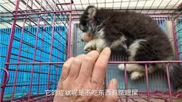 这只肠道型的犬瘟热狗狗今天因该可以叫它主人来接它回家了