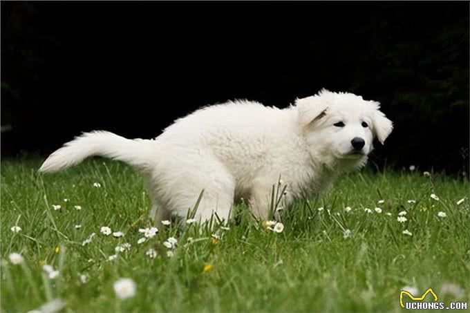 狗狗为啥总爱舔屁股?背后原因竟有这般深意!