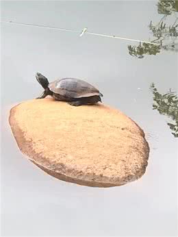 有些人对狗比对人好在这个快节奏的社会中