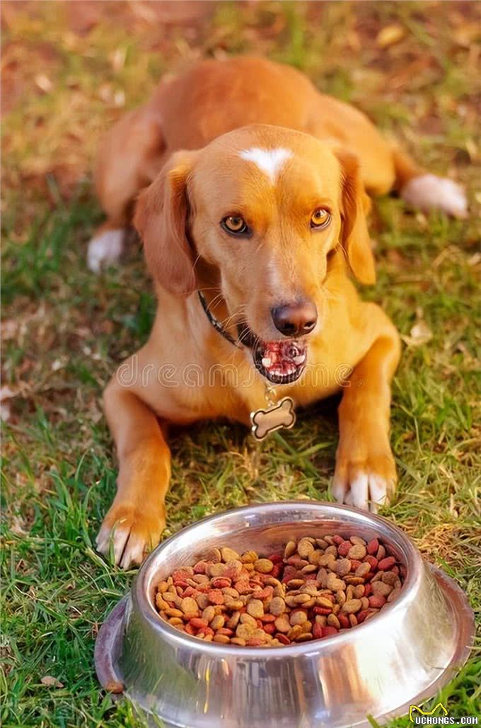 揭秘狗狗吃屎的3大原因:探寻这一令人困惑的行为背后的奥秘