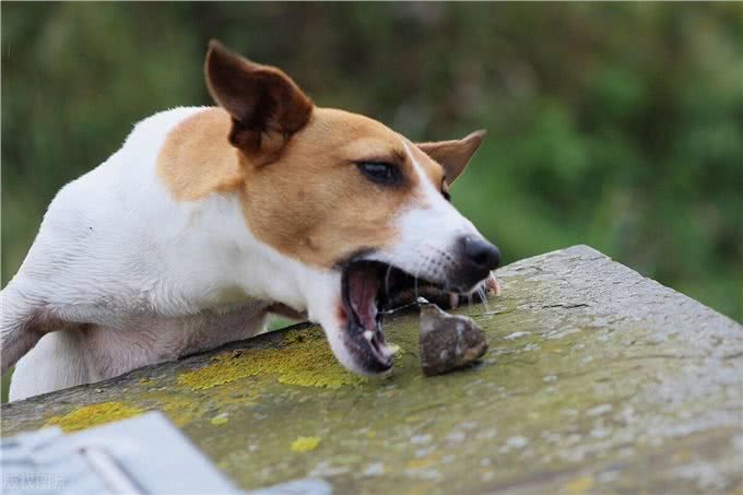 揭秘狗狗吃屎的3大原因:探寻这一令人困惑的行为背后的奥秘