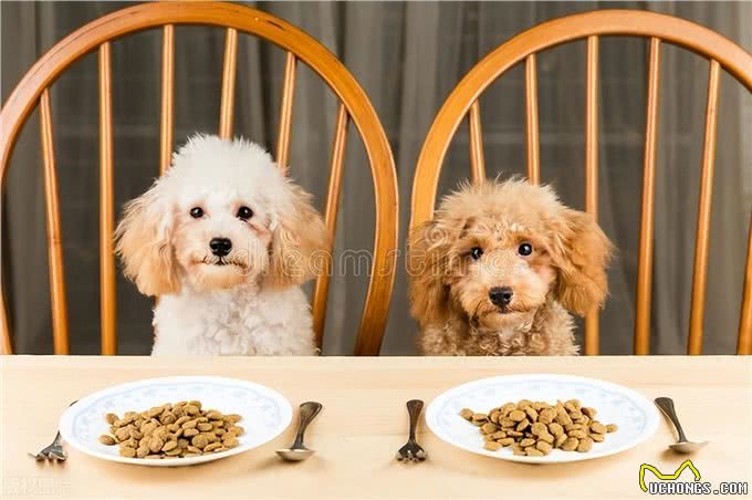 揭秘狗狗吃屎的3大原因:探寻这一令人困惑的行为背后的奥秘