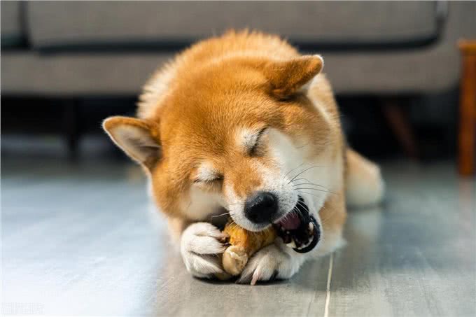 揭秘狗狗吃屎的3大原因:探寻这一令人困惑的行为背后的奥秘