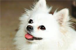 揭秘狗狗吃屎的3大原因:探寻这一令人困惑的行为背后的奥秘